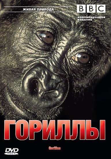 Смотреть фильм BBC: Гориллы / Wildlife Special: Gorillas (2002) онлайн в хорошем качестве HDRip