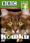 Смотреть фильм BBC: Кошки / Cats (1991) онлайн в хорошем качестве HDRip