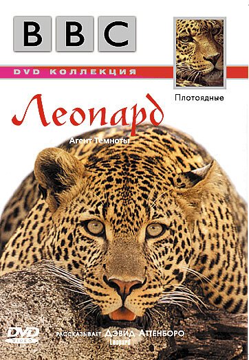 Смотреть фильм BBC: Леопард / Wildlife Special: Leopard (1999) онлайн в хорошем качестве HDRip