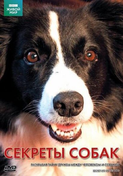 Смотреть фильм BBC: Секреты собак / Secret Life of the Dog (2010) онлайн в хорошем качестве HDRip