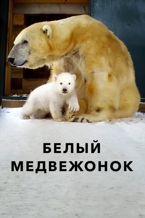 Смотреть фильм Белый медвежонок / Britain's Polar Bear Cub (2018) онлайн в хорошем качестве HDRip