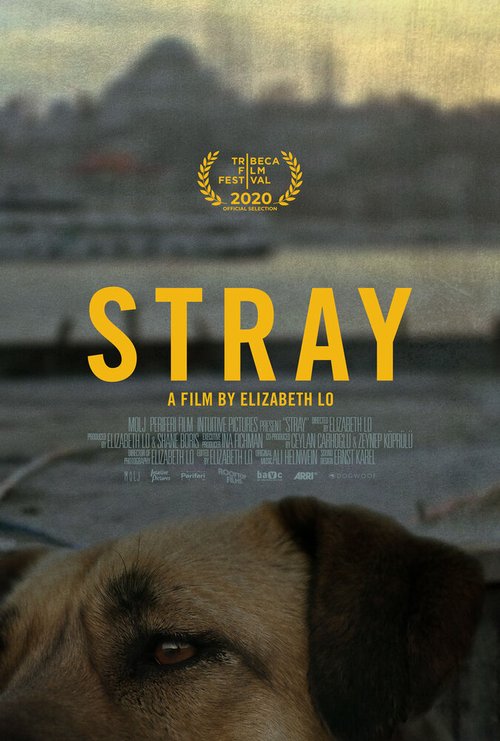 Смотреть фильм Бродяги / Stray (2020) онлайн в хорошем качестве HDRip