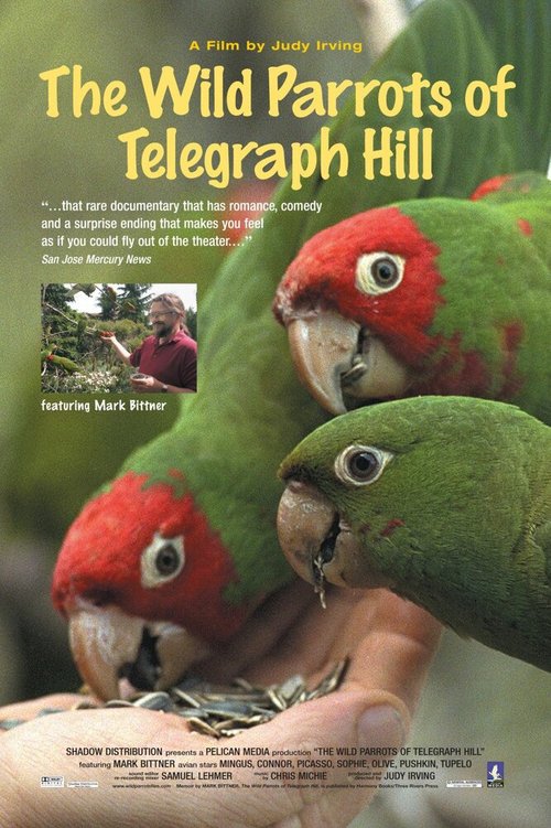 Смотреть фильм Дикие попугаи с Телеграф Хилл / The Wild Parrots of Telegraph Hill (2003) онлайн в хорошем качестве HDRip