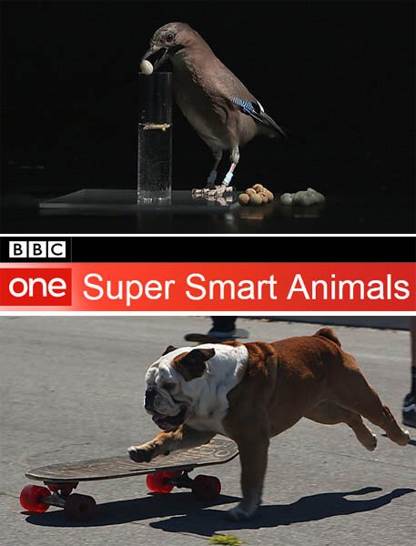 Смотреть фильм Гении из царства животных / Super Smart Animals (2012) онлайн в хорошем качестве HDRip