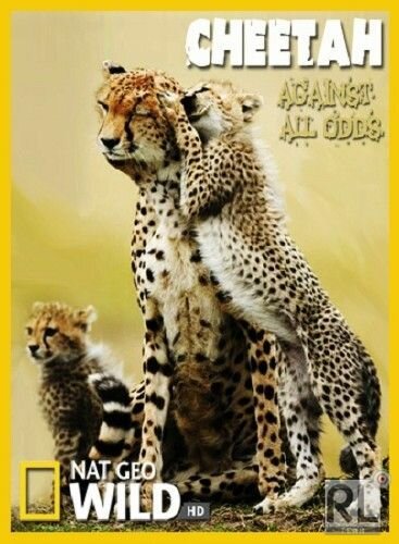 Смотреть фильм Гепарды — наперекор всему / Cheetah - Against All Odds (2008) онлайн в хорошем качестве HDRip