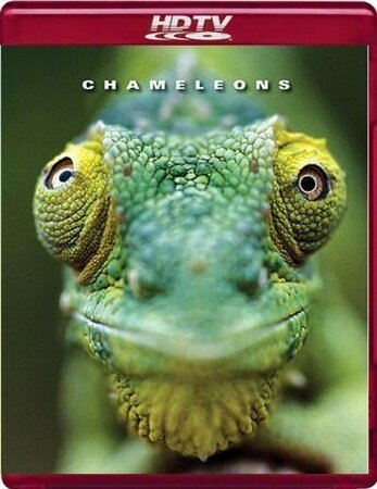 Смотреть фильм Хамелеоны мира / Chameleons of the world (2011) онлайн в хорошем качестве HDRip