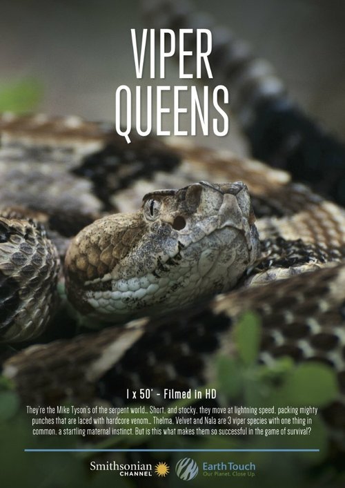 Смотреть фильм Королевы гадюк / Viper Queens (2016) онлайн 