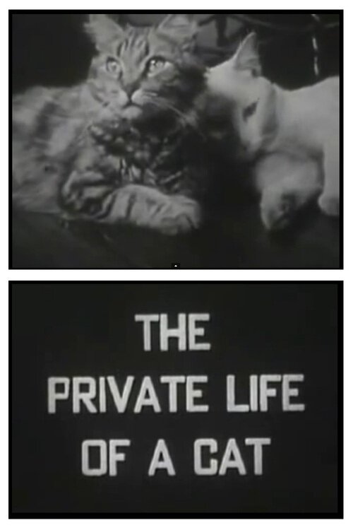Смотреть фильм Личная жизнь кота / The Private Life of a Cat (1944) онлайн в хорошем качестве SATRip