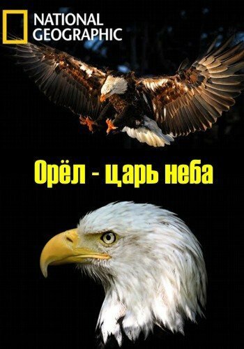 Орёл — царь неба / The Eagles