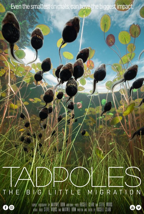 Смотреть фильм Tadpoles: The Big Little Migration (2020) онлайн 