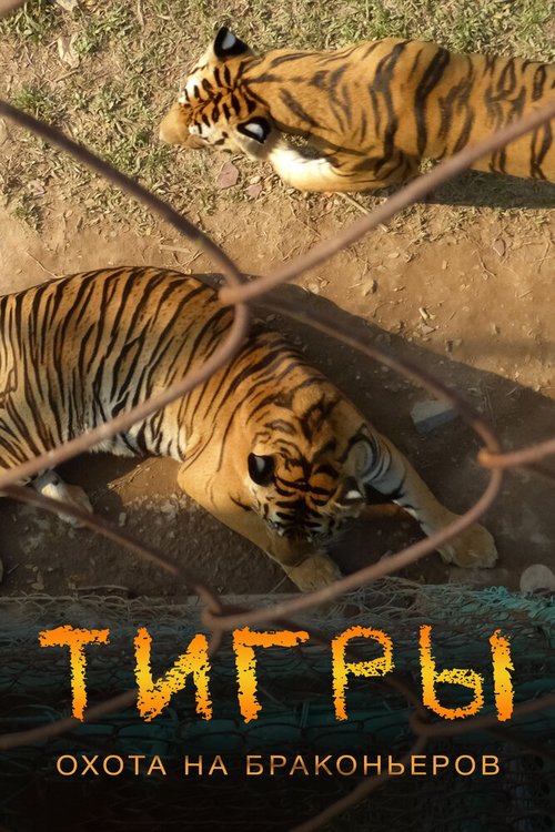 Тигры: Охота на браконьеров / Tigers: Hunting the Traffickers