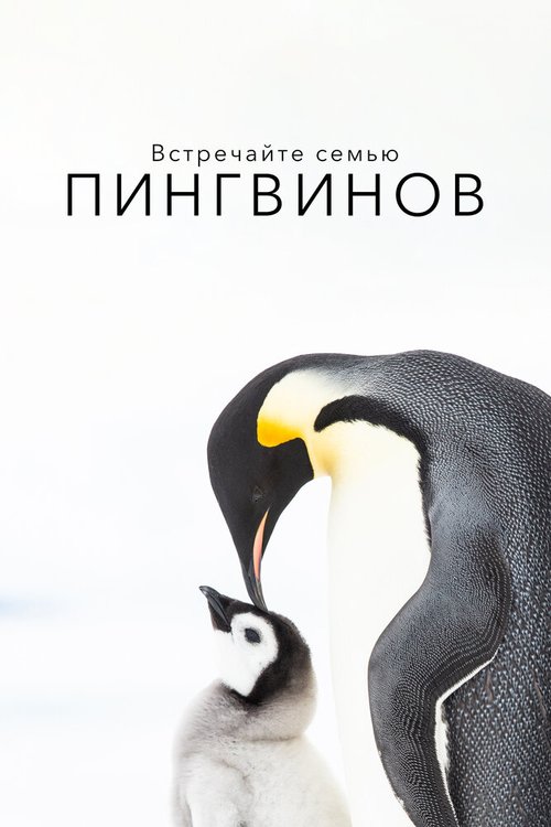 Смотреть фильм Встречайте семью пингвинов / Penguins: Meet the Family (2020) онлайн в хорошем качестве HDRip