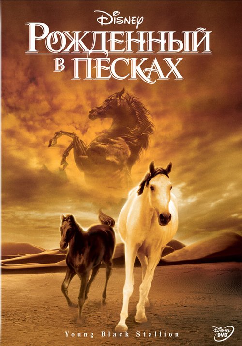 Смотреть фильм Рожденный в песках / The Young Black Stallion (2003) онлайн в хорошем качестве HDRip