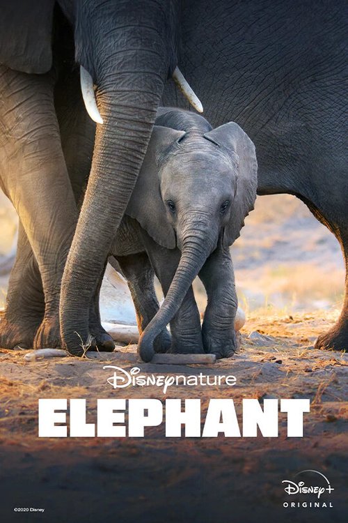 Слон / Elephant