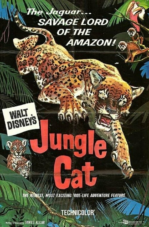 Дикая кошка джунглей / Jungle Cat