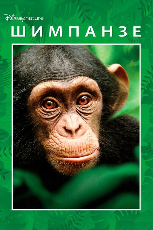 Шимпанзе / Chimpanzee