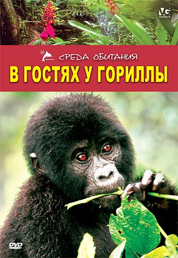 В гостях у гориллы / Gorilla Gorilla